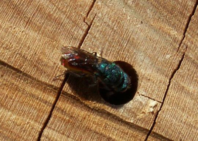 Chrysis_ignita_-_Goldwespe_08.jpg