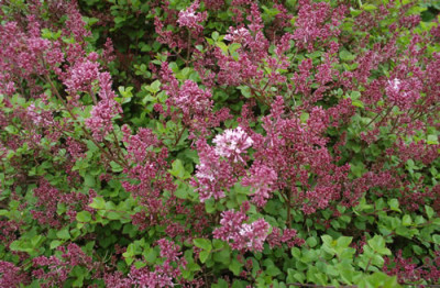 Syringa_meyeri_Palibin_0010__65012.jpg
