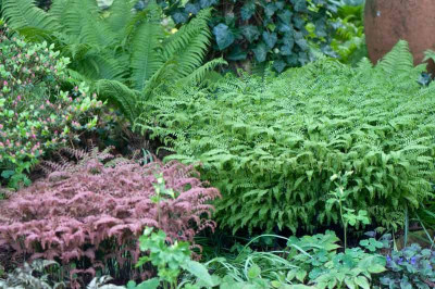 Adiantum-Mai1710.jpg