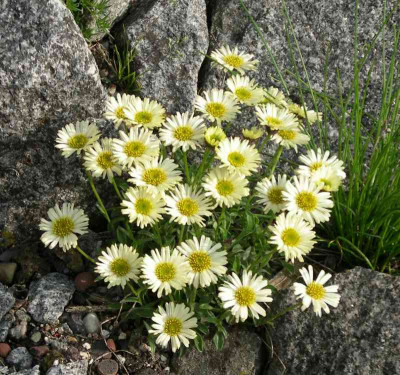comp_Erigeron_aureus_17.05.10_.jpg