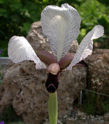 comp_Iris_paradoxa_var.choshap_17.05.10.jpg