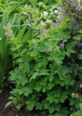g_phaeum_saemling_2010.jpg