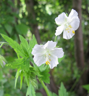 Geranium_phaeum_wei_Slg_800x600.jpg