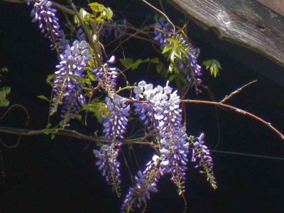 Wisteria_sinensis1_IMG_5591.JPG