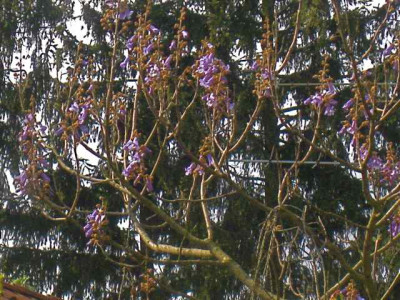 Paulownia1_IMG_5574.JPG