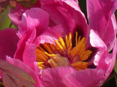 Paeonia_rockii-Samling1_IMG_5583.JPG