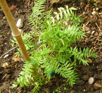 77Polemonium_yell.jpg