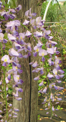 wisteria_domino_issai_kl.jpg