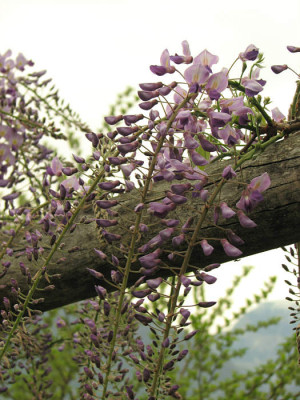 Wisteria_roayl_purple_kl.jpg