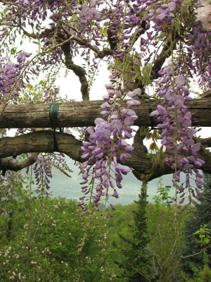 Wisteria_sinens_prolific_kl.jpg