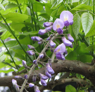 Wisteria_burfurd_kl.jpg