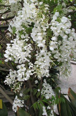 Wisteria_brachbotris_Shiro_capitan_fuji_kl.jpg