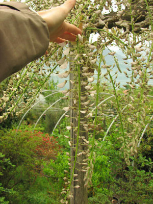 Wisteria_sinensis_alba_kl.jpg