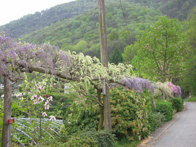 wisterienweg_eisenhut_kl.jpg