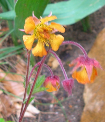 DSCN5109.JPG