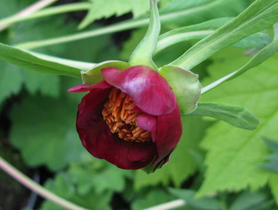 Paeonia_delavayi_1024x768.jpg