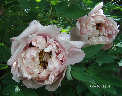 IMGP5842.jpg