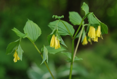 disporum_flavum_oder_so.jpg