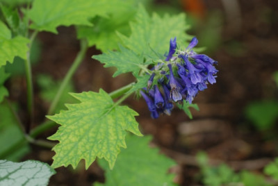 ajuga_incisa_fesch.jpg