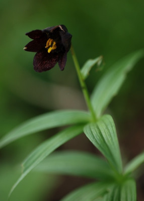 Fritillaria_camtschatcensis_kat.jpg