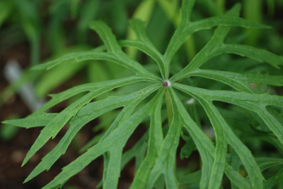 syneilesis_aconitifolia_2010.jpg