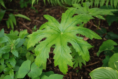 peltoboykinia_watanabei_2010.jpg