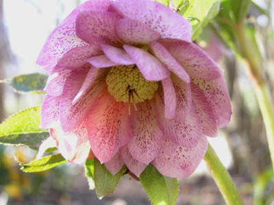 helleborusgefuellt.jpg