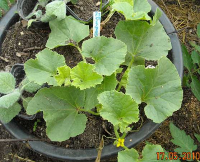 Freilandhonigmelone.jpg