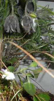 Pulsatilla_montana.jpg