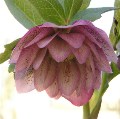 helleborusgefuellt2.jpg