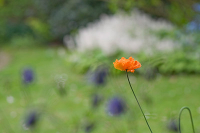 Papaver-rupifragum-Mai1710.jpg