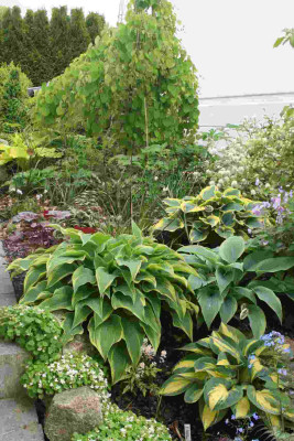 Hosta010.jpg
