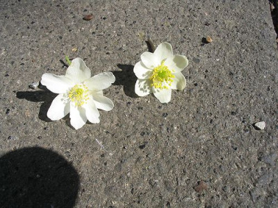 Anemone_nemorosa_1.jpg