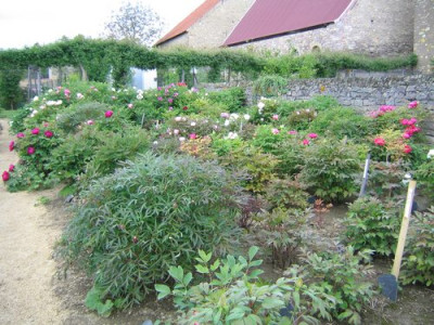 comp_PaeonienEmrich.mai2010_031.jpg