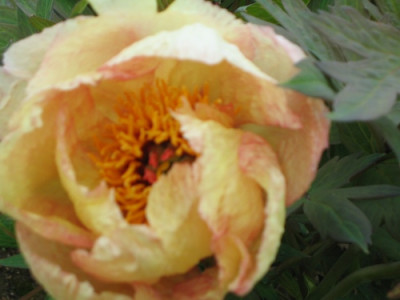 comp_Tria_mai2010_034.jpg