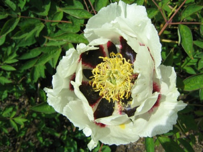 comp_Paeonien_Samling_mai2010_012.jpg