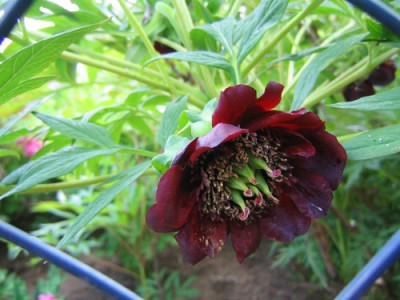 comp_P._delvayi_mai2010_009.jpg