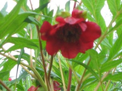 comp_F1_P.delavayi.mai2010_030.jpg
