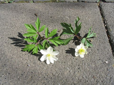 Anemone_nemorosa_2.jpg
