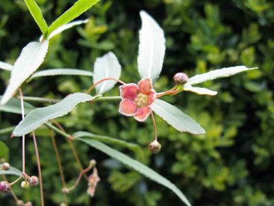 Euonymus_800x600.jpg