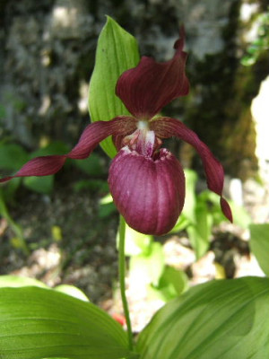 DSCF1029.JPG