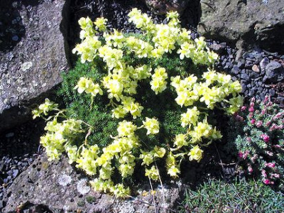 Saxifraga_Sorte_unbekannt.jpg