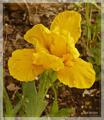 Iris_eigelb.jpg