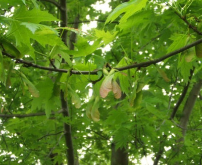Acer_Fruchte.JPG
