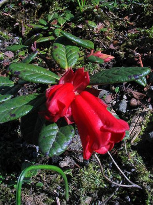 Rhododendron_forrestii_repens.jpg