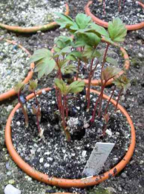 Paeonia_species_Hybride.jpg