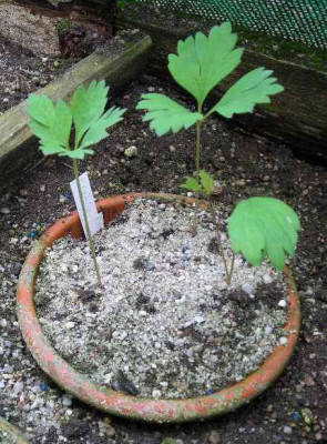 Paeonia_species_Hybride2.jpg