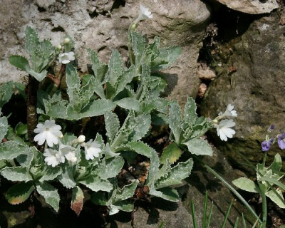 03290068_ePrimula_spectabilis.JPG