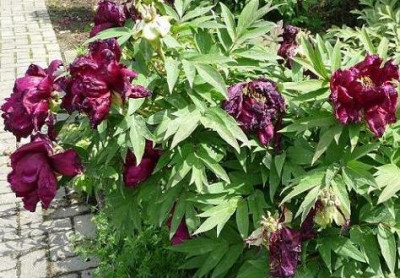 PaeonienmatschRot.JPG