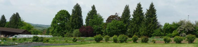 Rosenbuesche2.JPG
